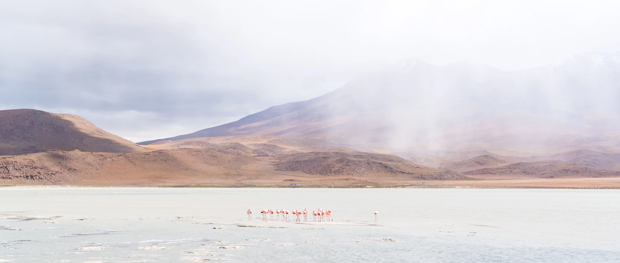 Small flock of Flamingoes brace themselves for an oncoming snow storm. Bolivia