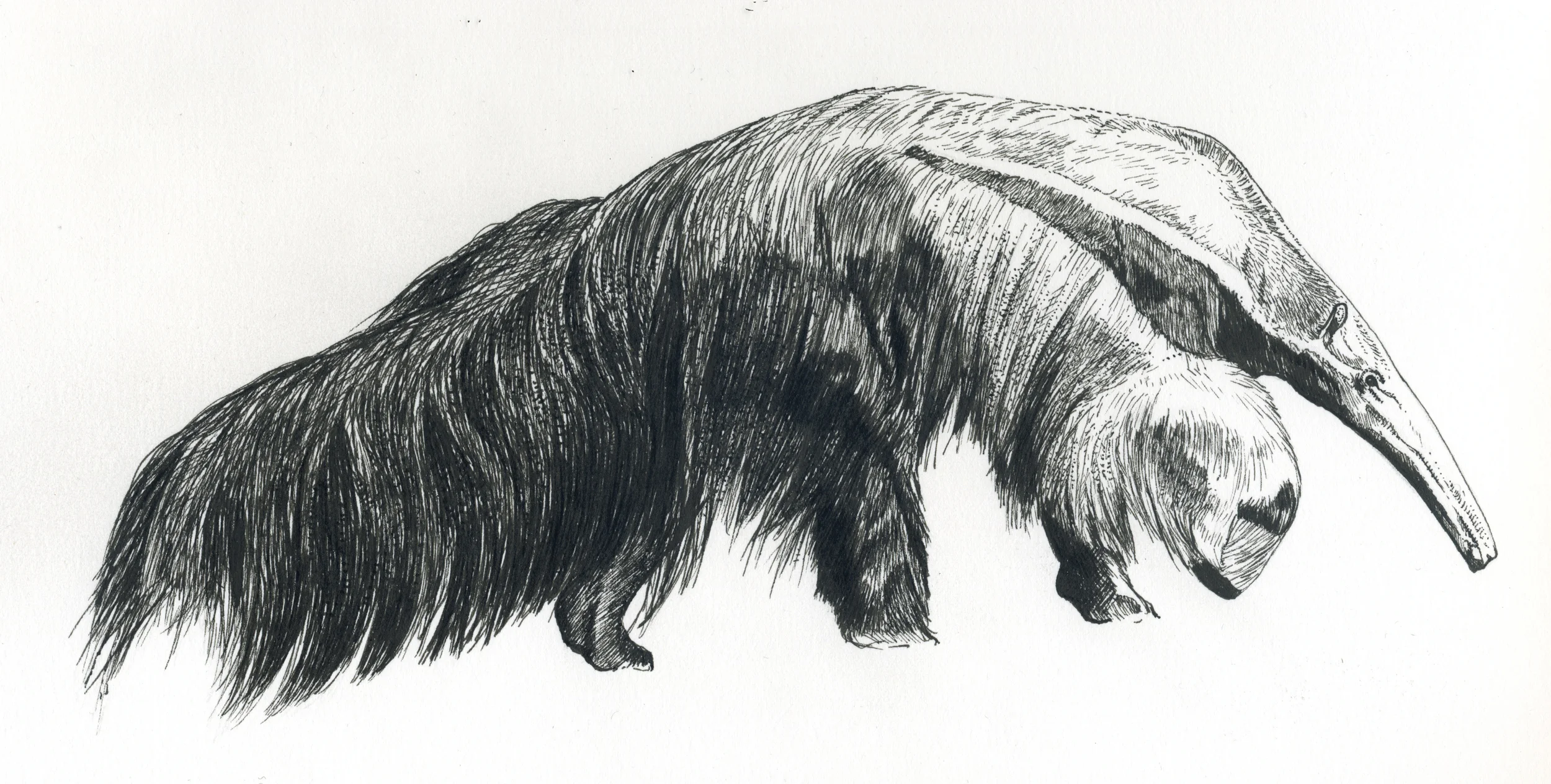 Dagens illustration----