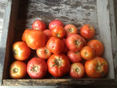 About 10 lbs of Grade 2 tomatoes, complete with a few cracks and bruises...