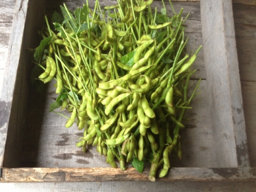  3 lbs of edamame on the stalk.