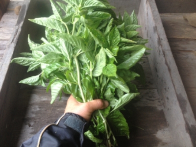 1 lb of pesto basil pictured