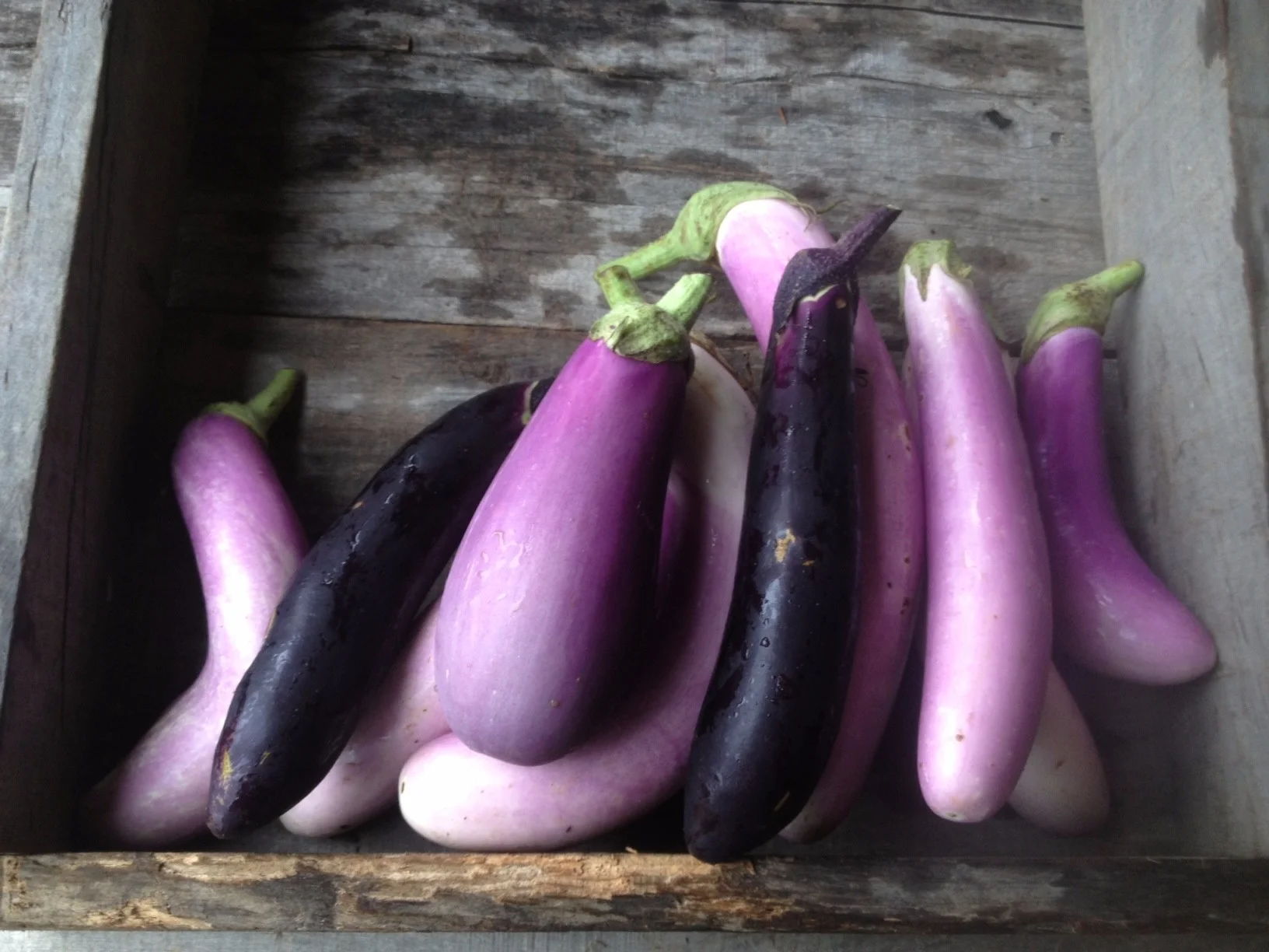5 lbs of eggplant