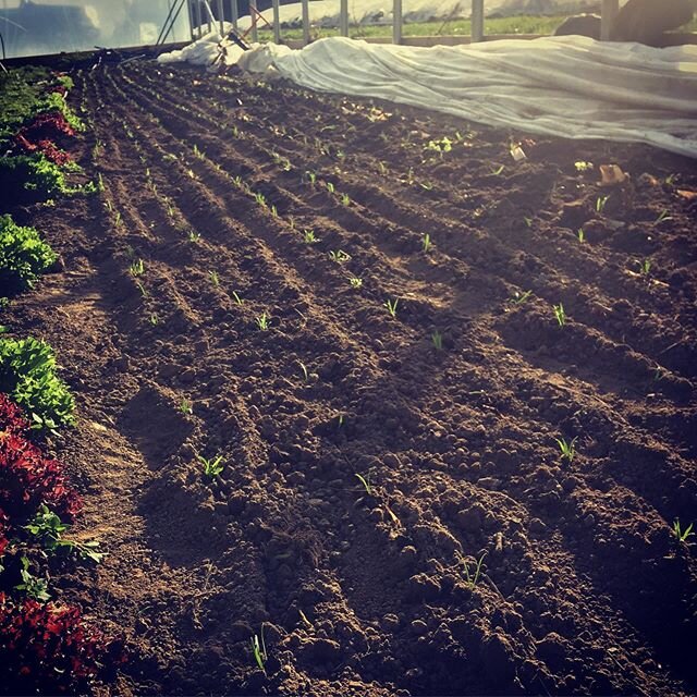 The next spring spinach going in with our new-to-us Japanese paperpot transplanter. Hoping this new tool will help us harvest spring crops for you even earlier! 
#learningcurve #worththeinvestment? #ihopeso