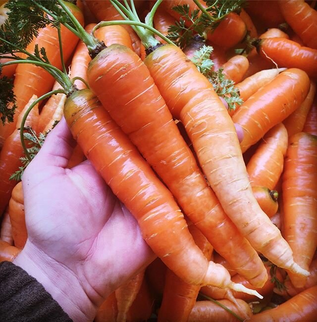 We&rsquo;re sad to be nearly out of these winter treats, setting aside just enough for home use until spring carrots size up.
Between our CSA families, restaurants and the farmers&rsquo; market, we harvested well over 5,000 lbs of these sweeties in 2