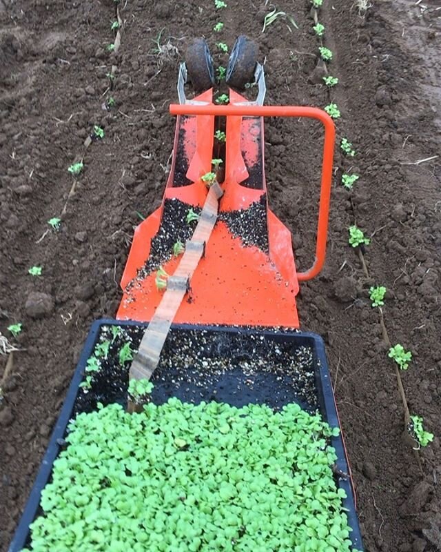 We&rsquo;ve been quiet on here, though a lot is happening on the farm and in our lives. We made it through the recent storms, only sustaining some damage to a hoop house, though some neighbor farms were not as lucky. Through loss of a loved one and w