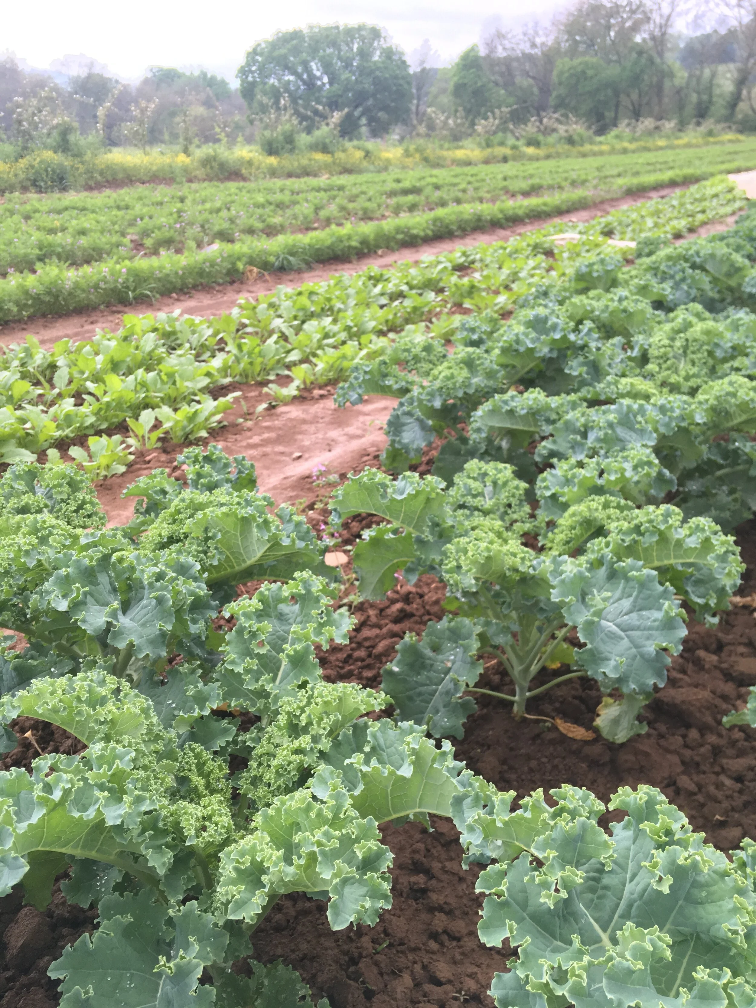 We’re ready to start harvesting these beautiful greens for you!
