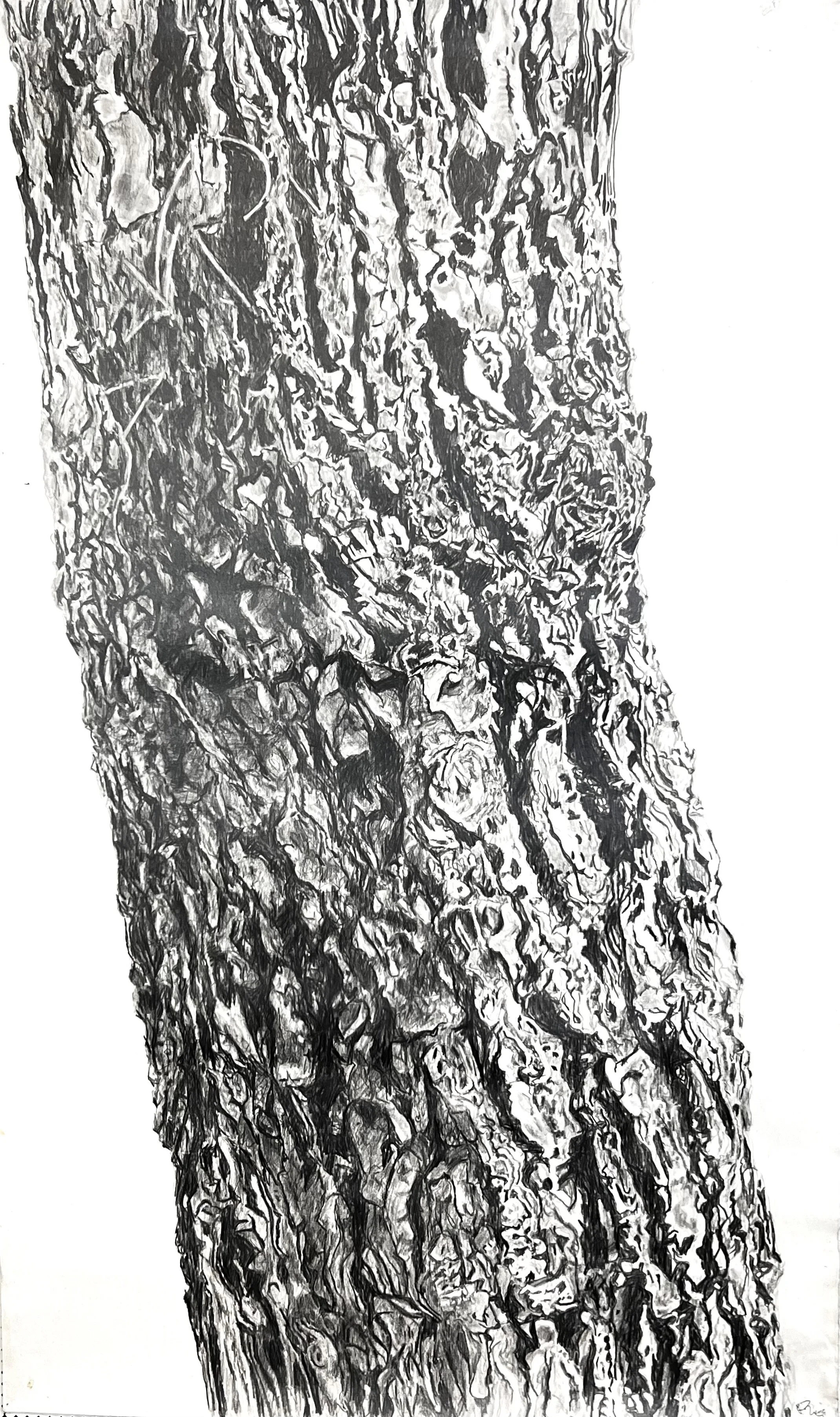 Mature HImalayan Pine 5'x3' Graphite on paper.jpg