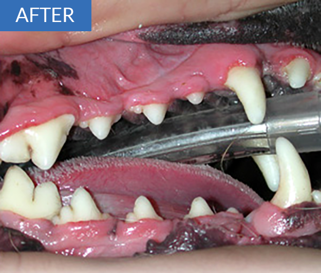 Dentistry - After.png