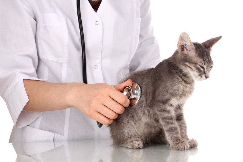 Cat Health — Fountain City Animal Hospital