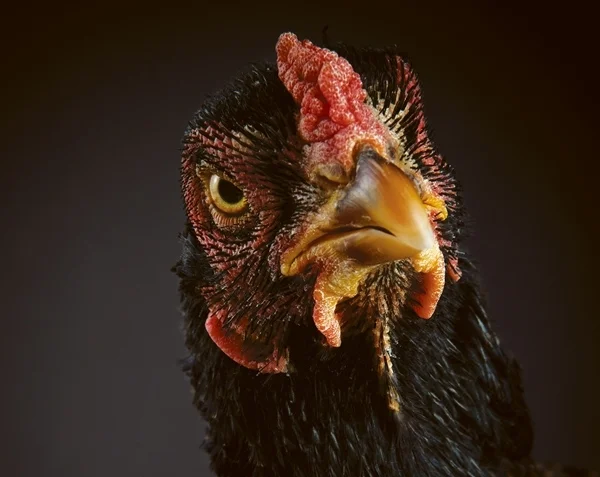 WHICH CHICKEN IS RIGHT FOR YOU? (MODERN FARMER, Issue 1) Choosing the right breed of chicken is a lot like dating. Well, not really, but there there serious matters of compatibility at stake and hundreds of breeds to choose from. MORE