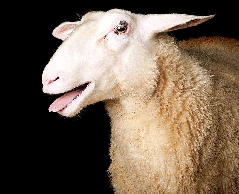 WHICH SHEEP: FIND THE SHEEP OF YOUR DREAMS (MODERN FARMER) When it's time to lay down your weary head, which breed floats past your eyes? MORE