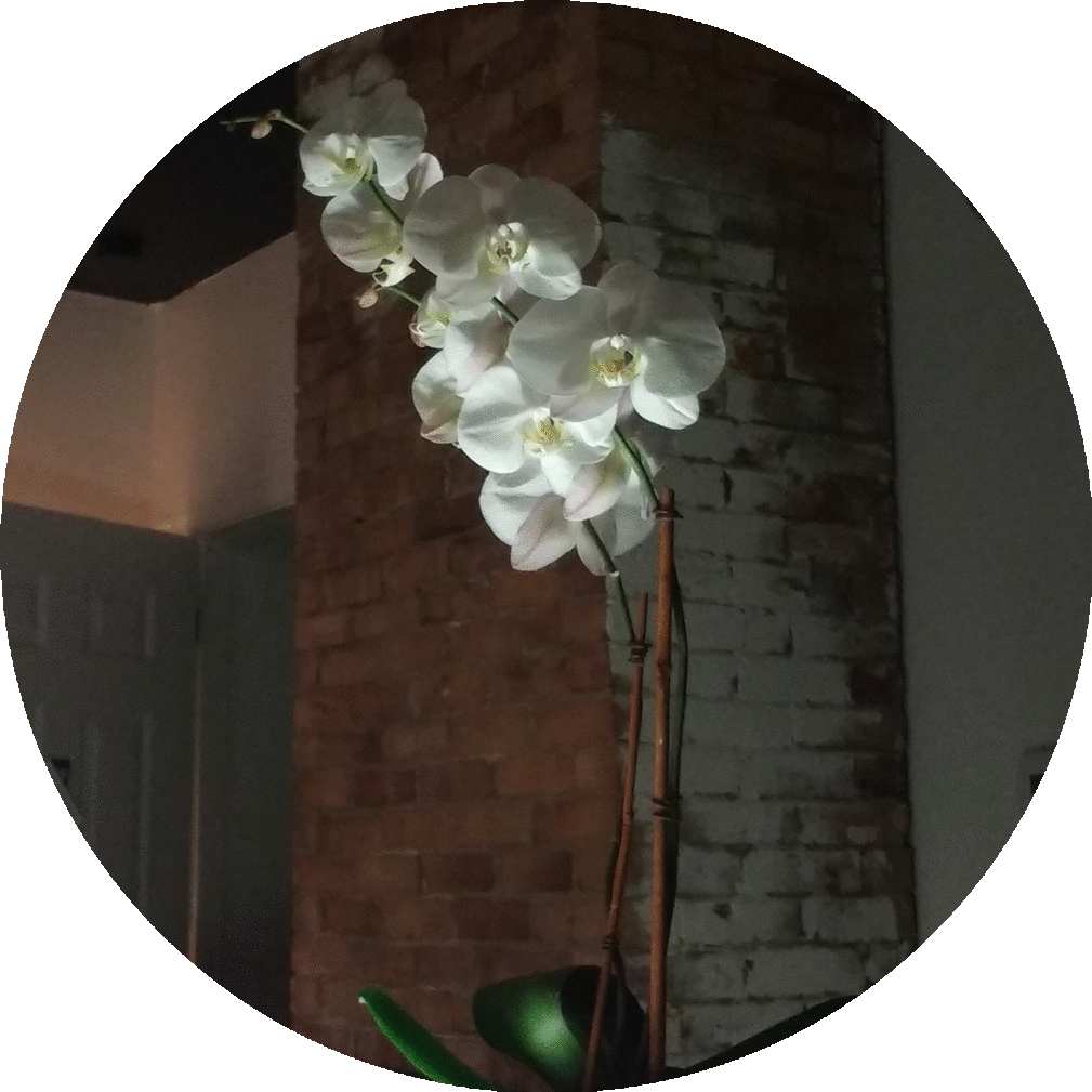 imageedit_11_8426436003.gif