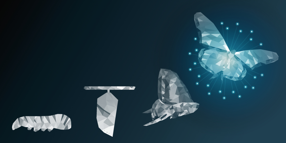 Transition Image Butterfly.jpg