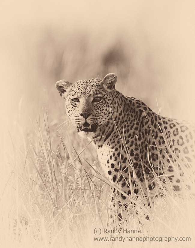Nikon D810, Nikon 400 f/2.8 FL, ISO 400, 1/400 sec at f/6.3