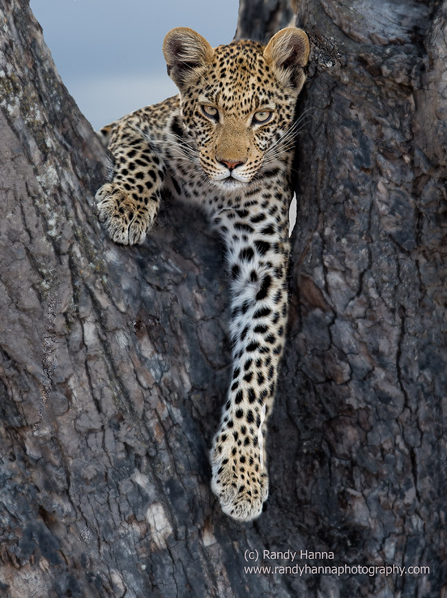 Nikon D810, Nikon 400 f/2.8 FL, ISO 250, 1/250 sec at f/2.8