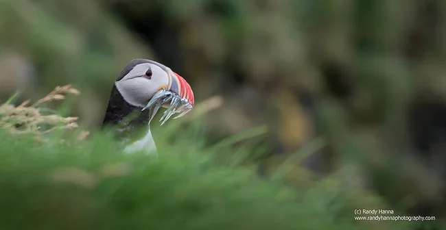 puffin1.jpg
