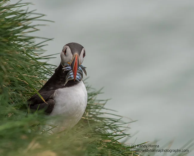 Puffin2.jpg