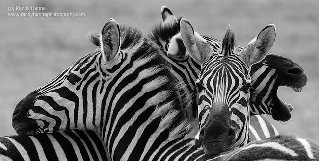 Nikon D4, 200-400mm f/4, @ 330mm; ISO 200, 1/250 sec at f/7.1. B&W conversion in NIK Software.