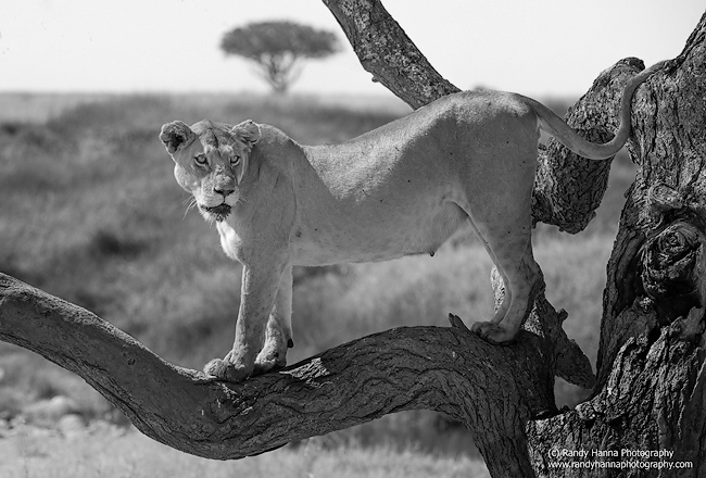 Nikon D800, Nikon 200-400 f/4.0 at 200mm, ISO 200, 1/640 sec @ f/6.3. Converted to B&W with Nik.