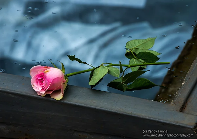 A rose lays on top of the ‘open grave’ display. Nikon D4, 70-200mm f/2.8 @ 200mm, ISO 320, 1/250 sec at f/10.0
