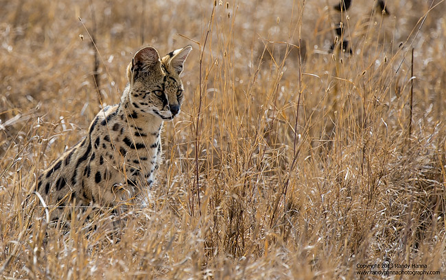 Cerval Cat, Nikon D4, 200-400mm f/4.5 @ 400mm, ISO 320, 1/640 at f/6.