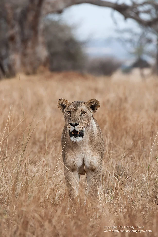Nikon D3x, 200-400 f/4.5 at 400mm, ISO 400, f/8 at 1/640 se