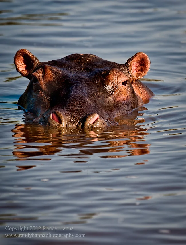 Nikon D3X, 200-400 f/4 @400mm, ISO 250, 1/320 sec at f/6.3. This image was take here .