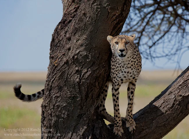 Nikon D3x, 200-400mm f/4.0 @ 310mm, ISO 250, 1/640 sec at f/6.3 This image was taken here .