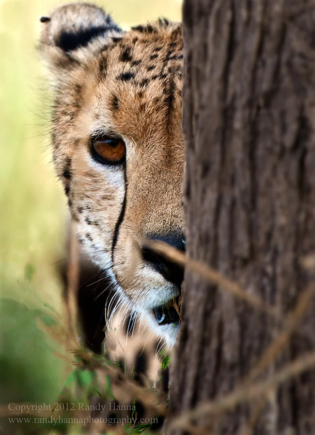Nikon D3x, 200-400mm f/4.0 @ 400mm, ISO 250, 1/250 sec at f/5.0