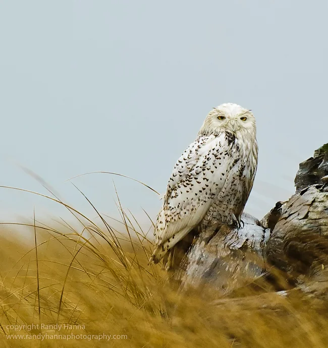 Nikon D3s, 200-400 f/2.8, ISO 2500, f/6.3 @ 1/320 on tripod, metered on the sky plus 1.0 EV