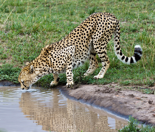 Drinking in the Mara Nikon D3s, 200-400 VR @ 200mm, ISO 320, f/8 at 1/320 sec