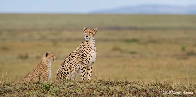 Outside of the Massai Mara Plains, two brothers on alert. Nikon D3S, 200-400mm VRII, set at 310mm, 1/320 sec, f/5.0, matrix meeting, aperture priority