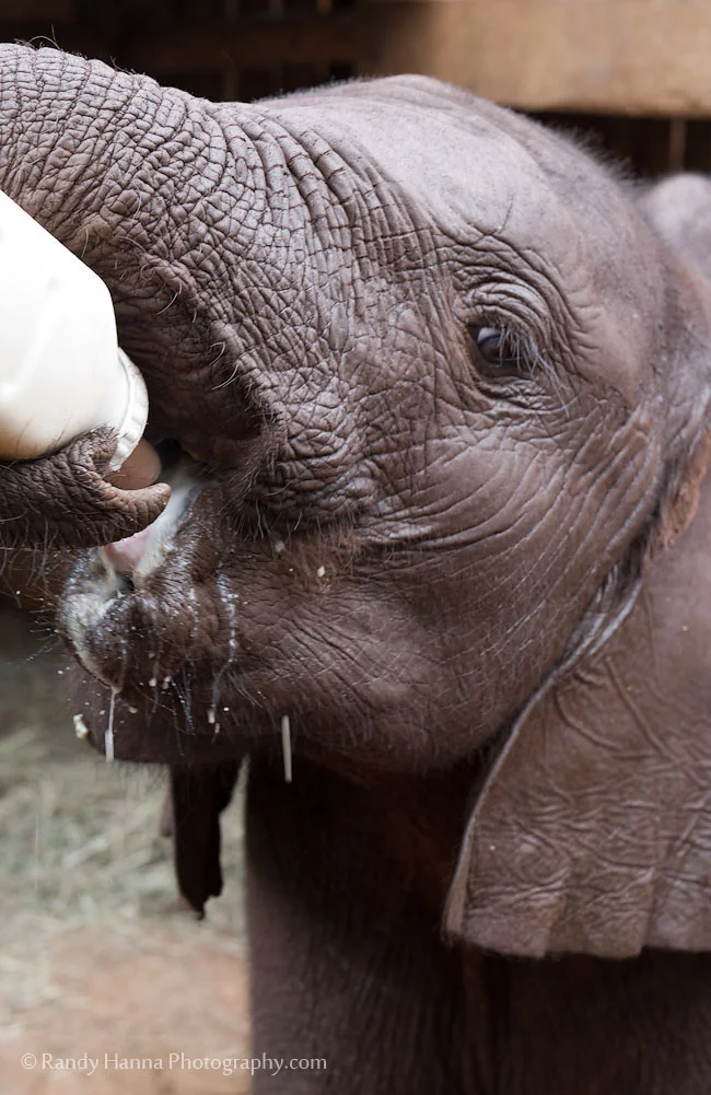 Naipoki at feeding time Nikon D3s, 24-70mm f/2.8 @ 70mm, ISO 800, f/8.0 at 1/50 sec
