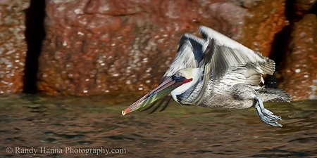 Low Flight