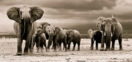 Elephant Crossing I Nikon D3S, 70-200mm VR f/2.8 @ 125mm, f/8.0 ISO 200 @ 1/250 sec