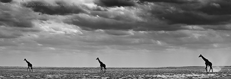 Three Giraffes Crossing the Plains of Tortillis Nikon D3s, 70-200mm f/2.8 @ 80mm, f/8.0 ISO 200 at 1/800 sec