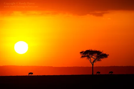 Three Wildebeest Crossing a Mara Sunset Nikon D3s, 200-400 f/4.o at 400mm, f/8, ISO 200 at 1/125 sec, tripod mounted.