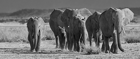 Elephant family heading toward Tanzania Nikon D3, 200-400mm @ 400, f/4, ISO 320, f/8.o at 1/320 sec (hand held)