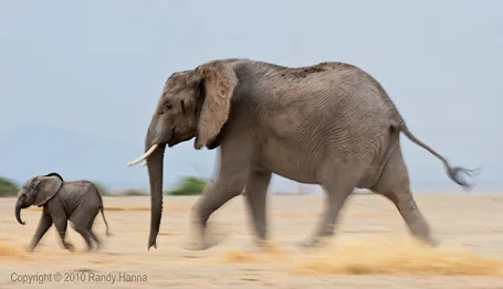 Baby and Mother Elephant Running Nikon D3s, 200-400 VR, at 400; f/18, ISO 200 at 1/10 sec