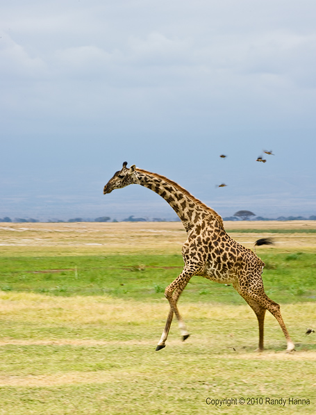 Giraffe Running Nikon D3s, 70-200 f2.8 VR @ 200, f/22, ISO 200 at 1/60 sec