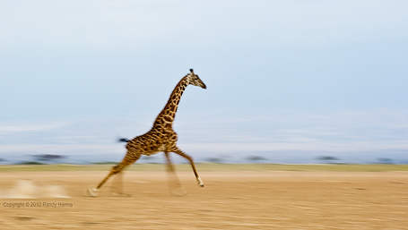 Giraffe Running Full Speed Nikon D3s, 70-200 f2.8 VR @ 200, f/8.0, ISO 200 at 1/20 sec