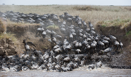 Wildebeest Crossing, Masai Mara, Kenya
