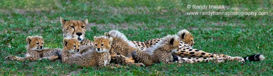 Mother and Six Cubs Nikon D2x, 500mm, f 5.6 at 1/500 sec