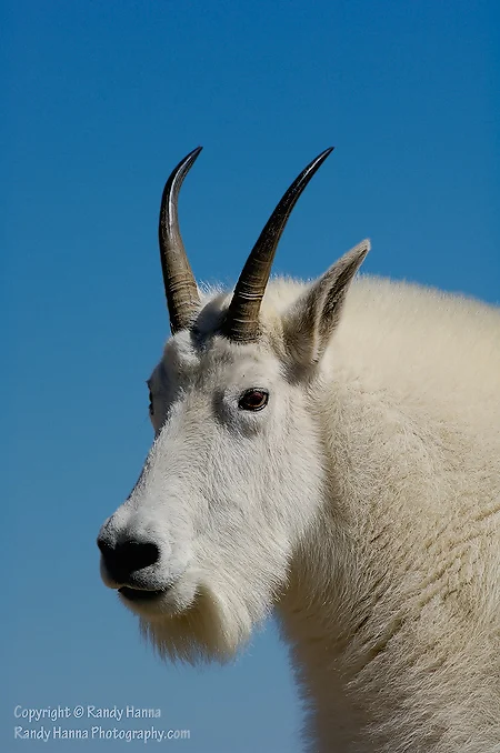 Mountain Goat, Mt. Evans, Colorado @ 14,130 feet September 2006, Nikon D2x, 200-400VR, @240mm, ISO 100, f8.5
