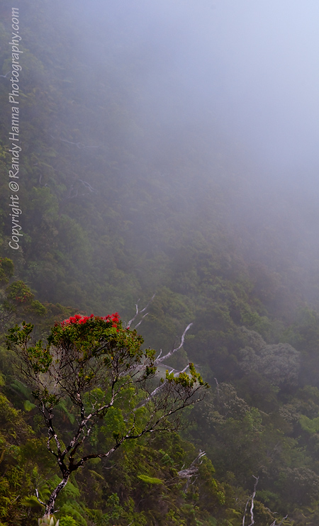 Kalalau Lookout Ridge Line Clouded in Fog
