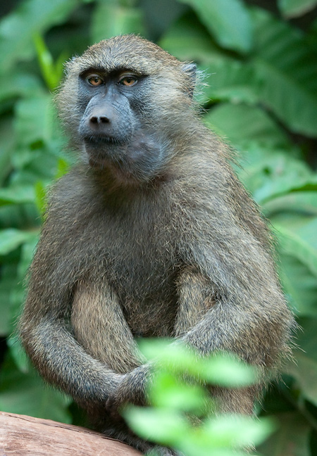 _k130467_monkey.jpg