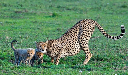 Mother and Cubs, NDutu Area, Tanzania, Nikon D300, 500mm +1.4TC