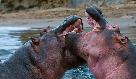 Fighting Hippos, Seregneti National Park, Tanzania Nikon D300, 200-400mm f4.0 VR
