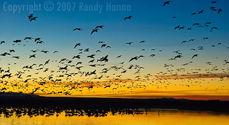 Bosque del Apache National Wildlife Reserve, New Mexico Nikon D2x, ISO 400, 17-55mm @ 55mm, 1/60 sec at f5.6