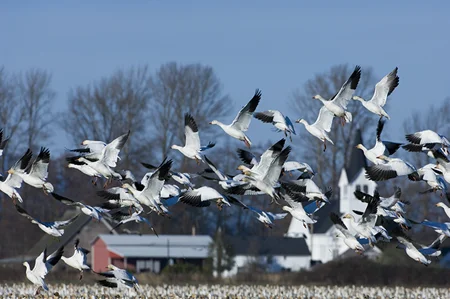 GOD & GEESE Nikon D2x, 200 -400 VR ISO 250, f8 @ 1/250 sec